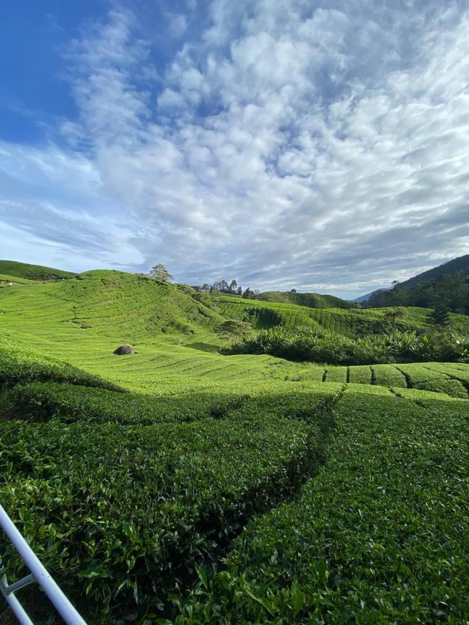 טאנה ראטה Love Lodge Brinchang, Cameron Highlands מראה חיצוני תמונה